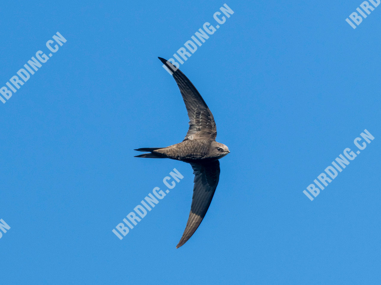 北京雨燕 Common Swift