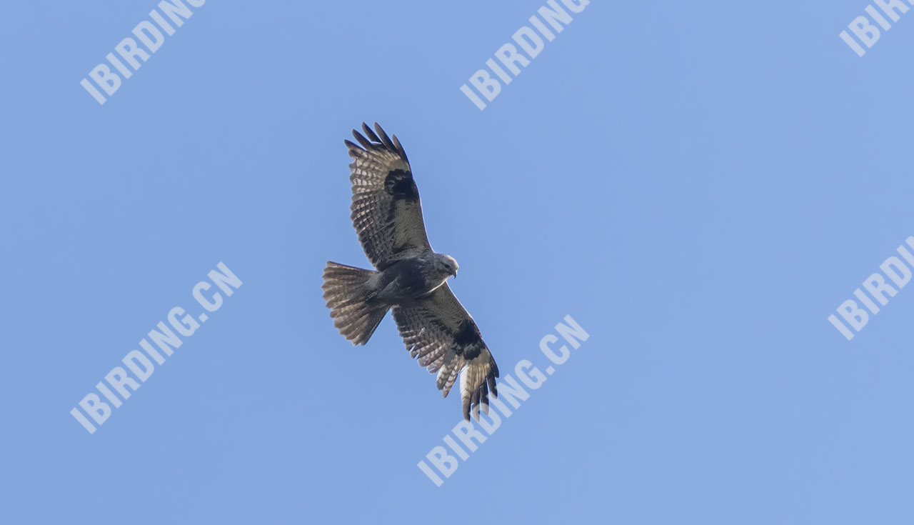 普通鵟 Common Buzzard