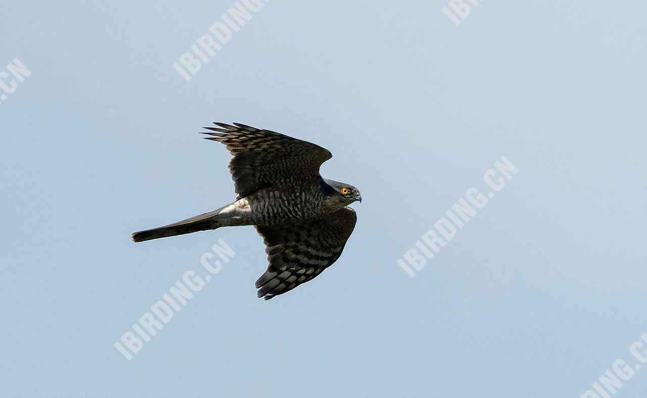 雀鹰 Eurasian Sparrowhawk