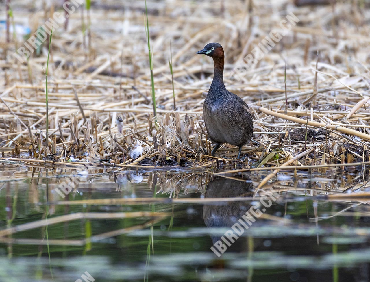 小䴙䴘 Little Grebe