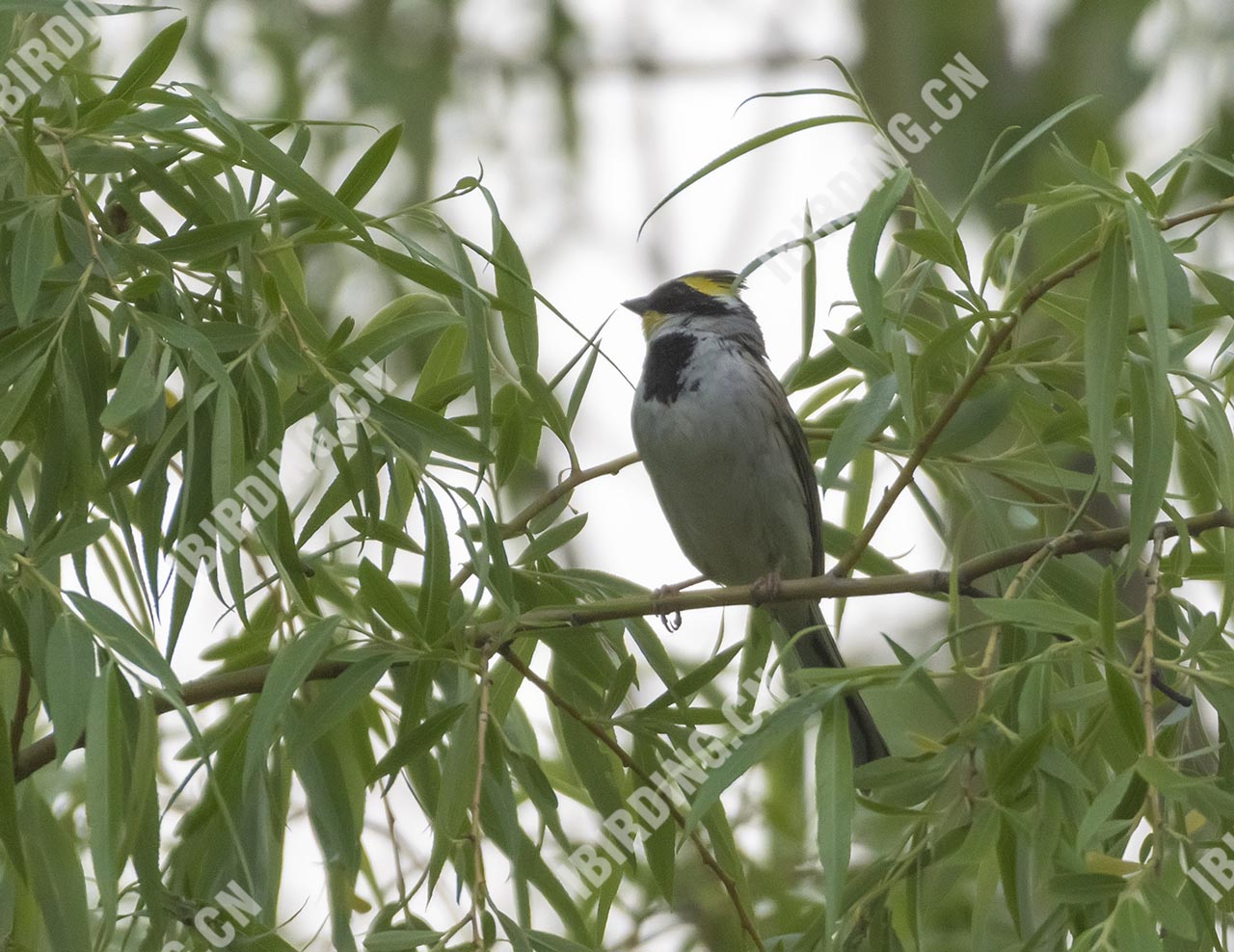 黄喉鹀 Yellow-throated Bunting