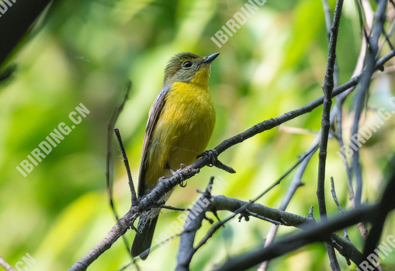 绿背姬鹟 Green-backed Flycatcher