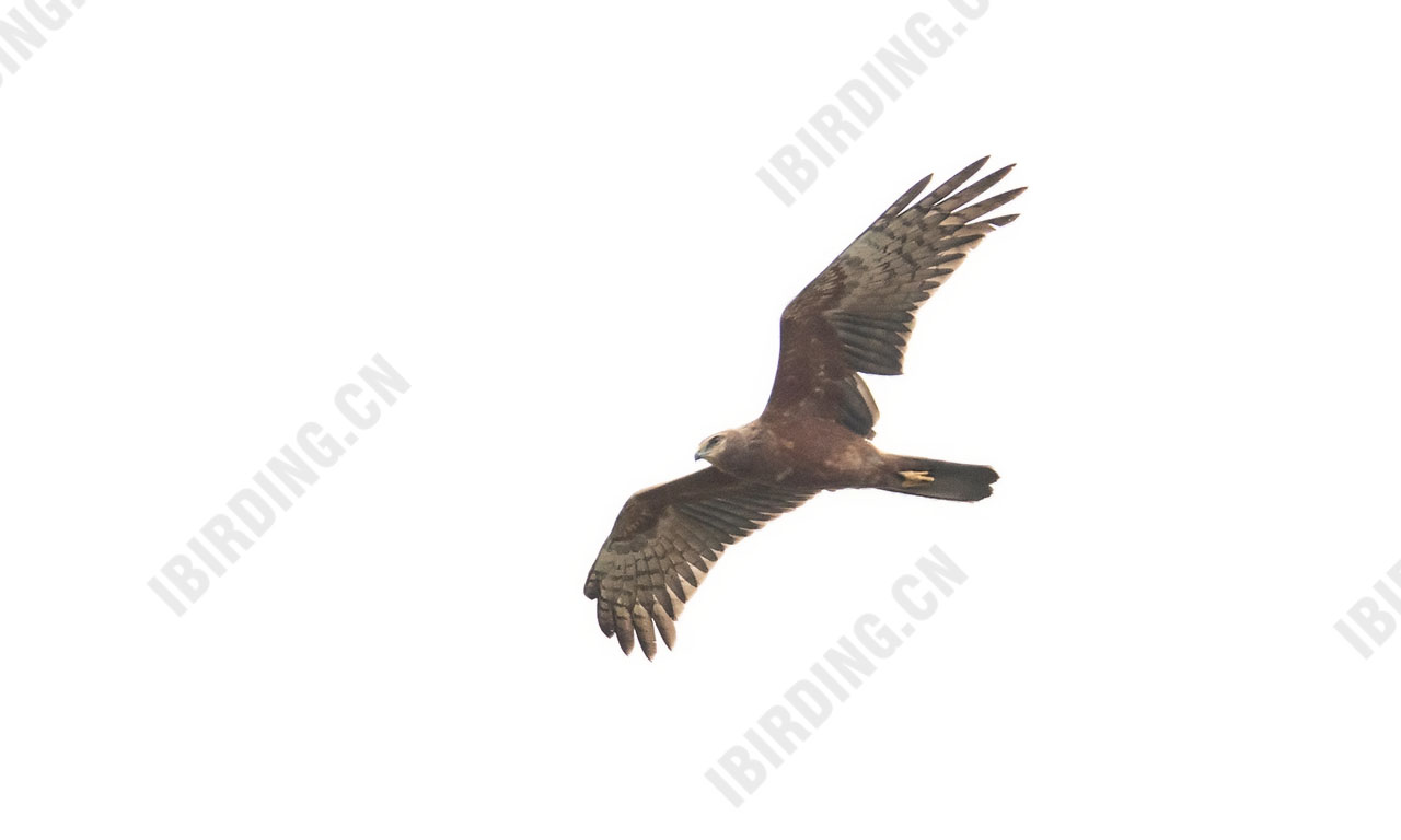 鹊鹞 Pied Harrier 亚成