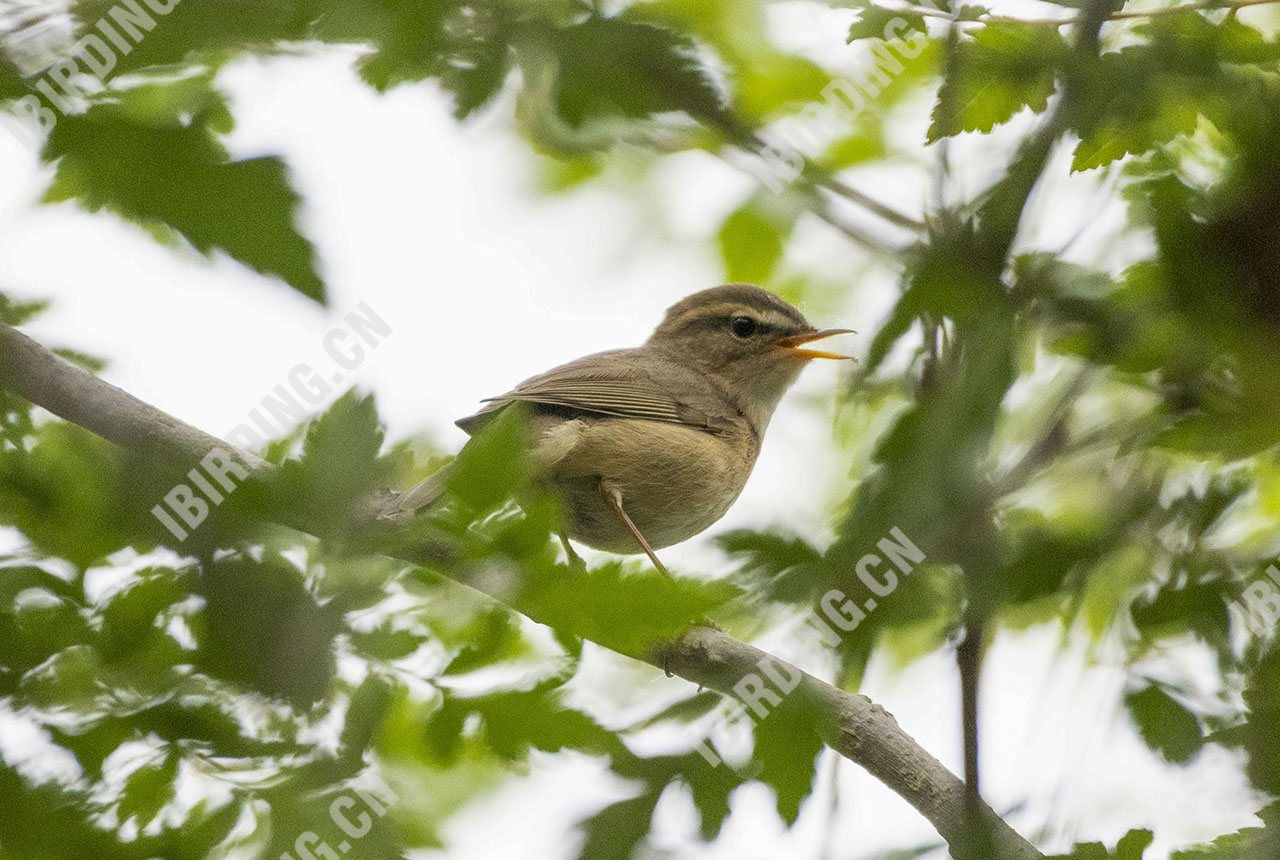 褐柳莺 Dusky Warbler