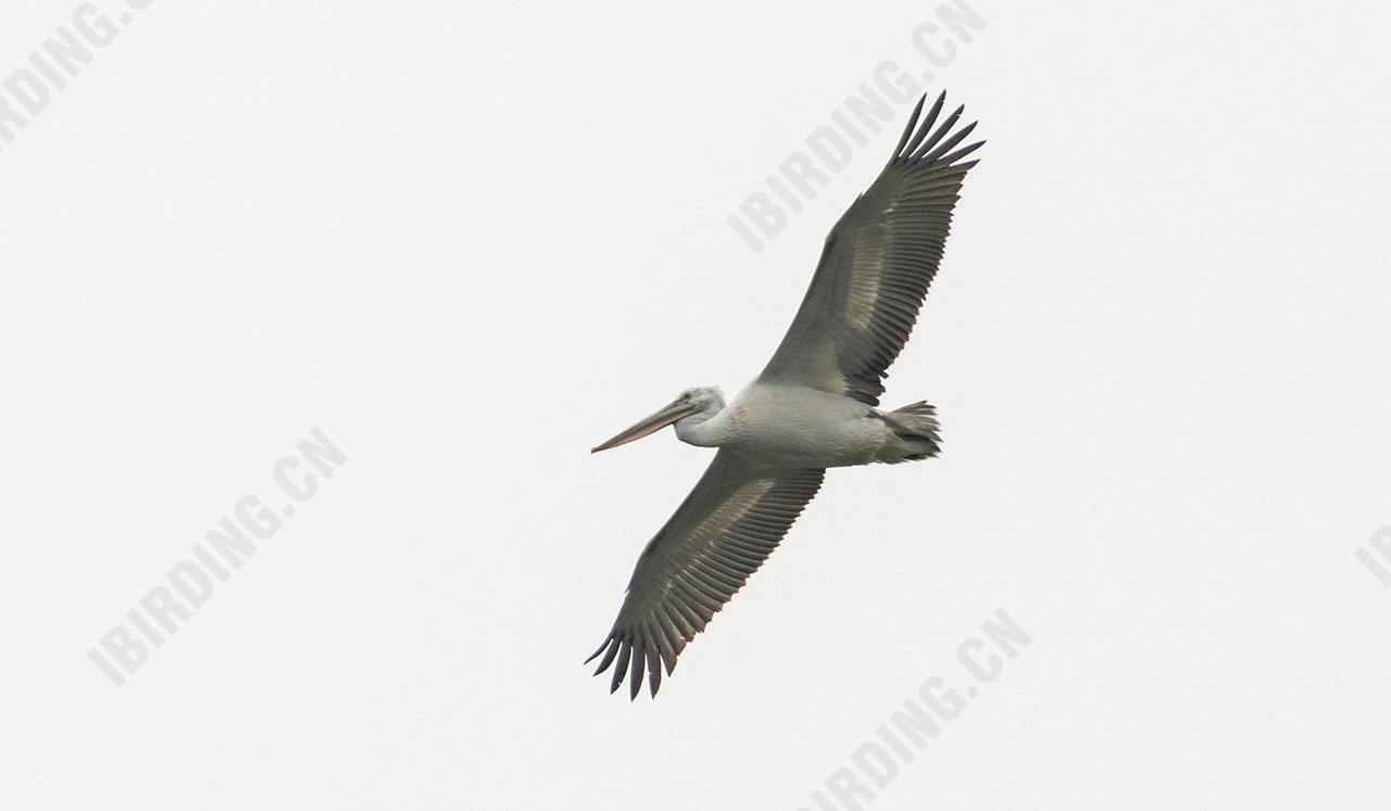 卷羽鹈鹕 Dalmatian Pelican