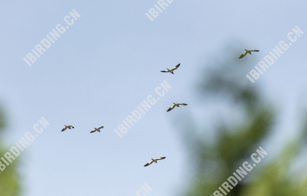 灰头麦鸡 Grey-headed Lapwing