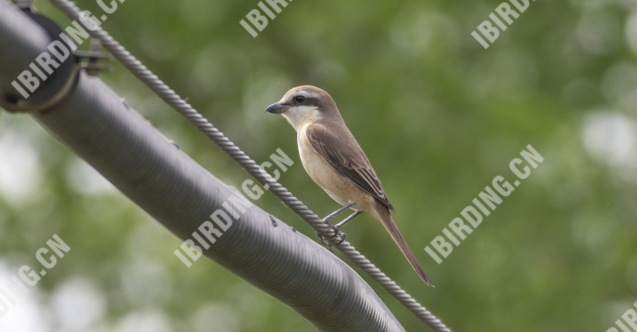 红尾伯劳 Brown Shrike