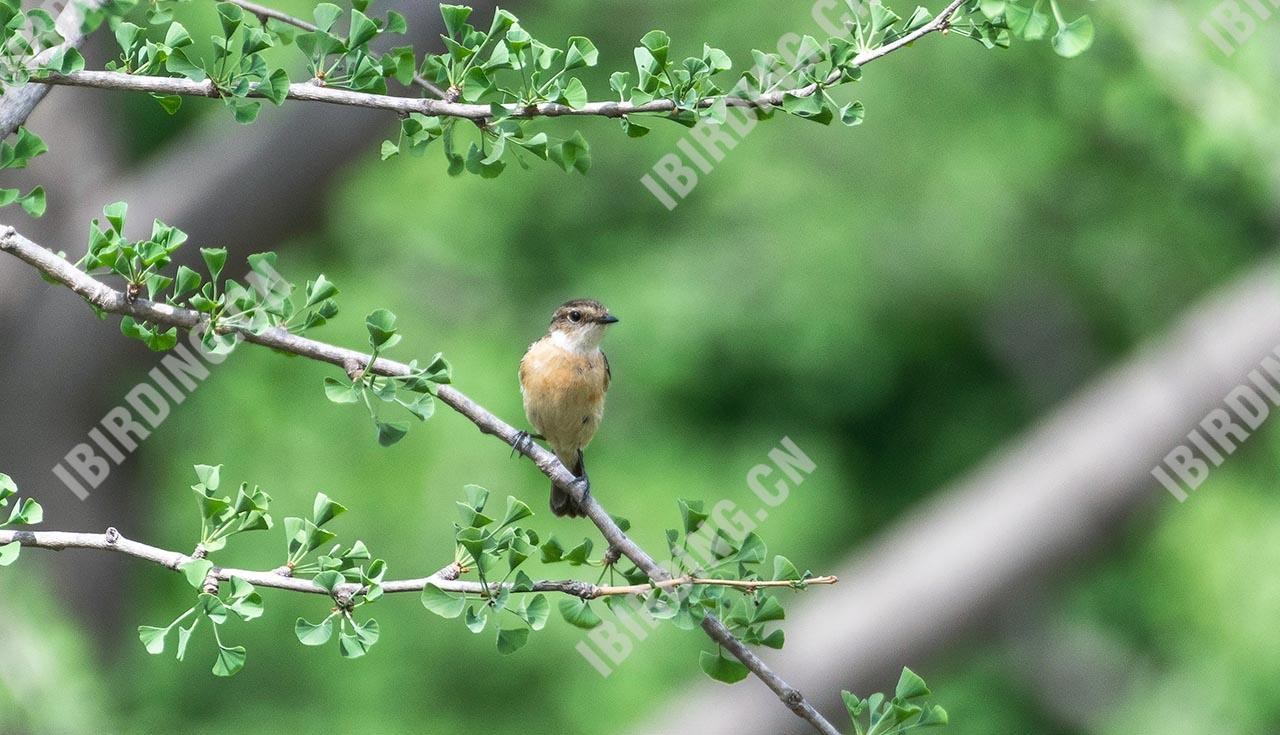 东亚石䳭 Stejneger’s Stonechat 雌鸟（原黑喉石鵖）