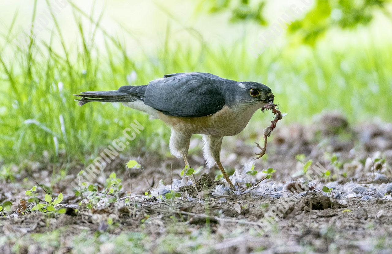 日本松雀鹰 Japanese Sparrowhawk