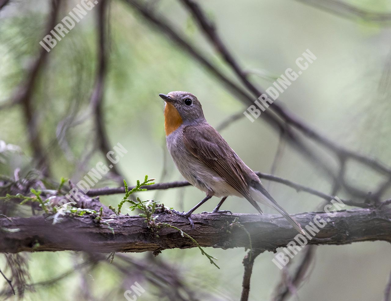 红喉[姬]鹟 Red-breasted Flycatcher 雄鸟