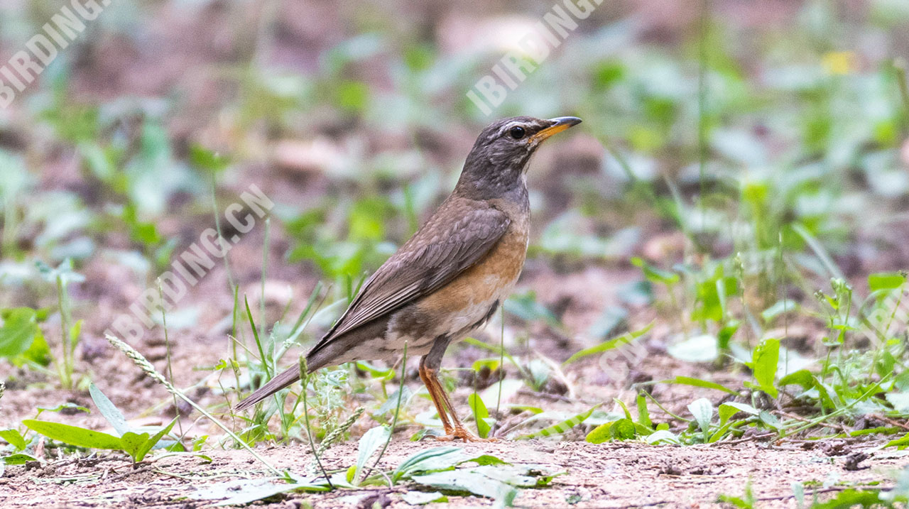 白眉鸫 Eyebrowed Thrush