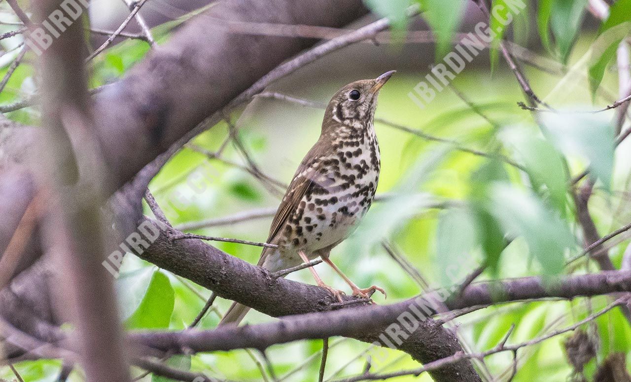 宝兴歌鸫 Chinese Thrush