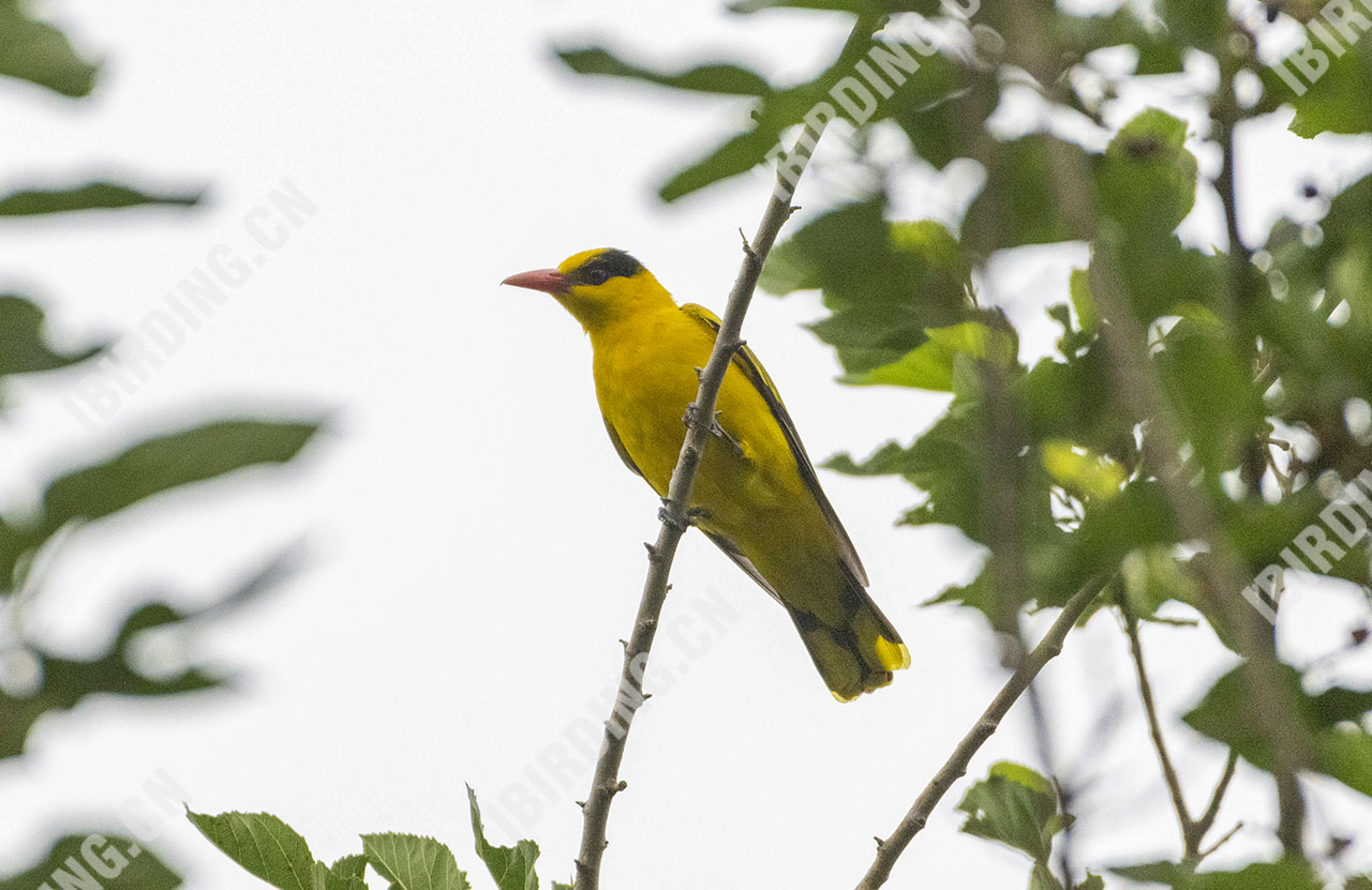 黑枕黄鹂 Black-naped Oriole