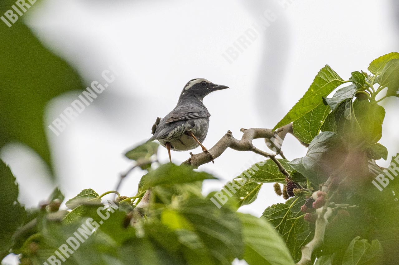 白眉地鸫 Siberian Thrush