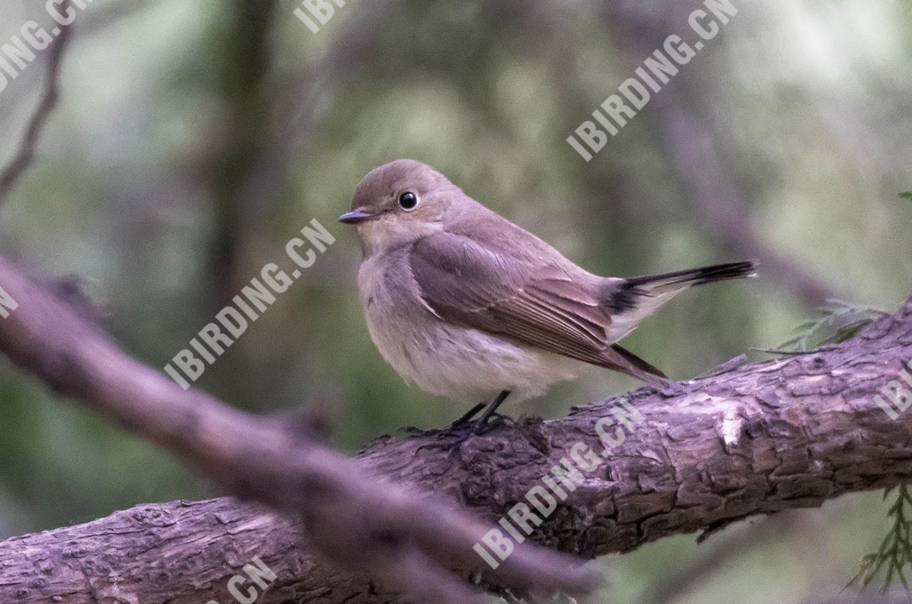 红喉姬鹟 Red-breasted Flycatcher 雌鸟