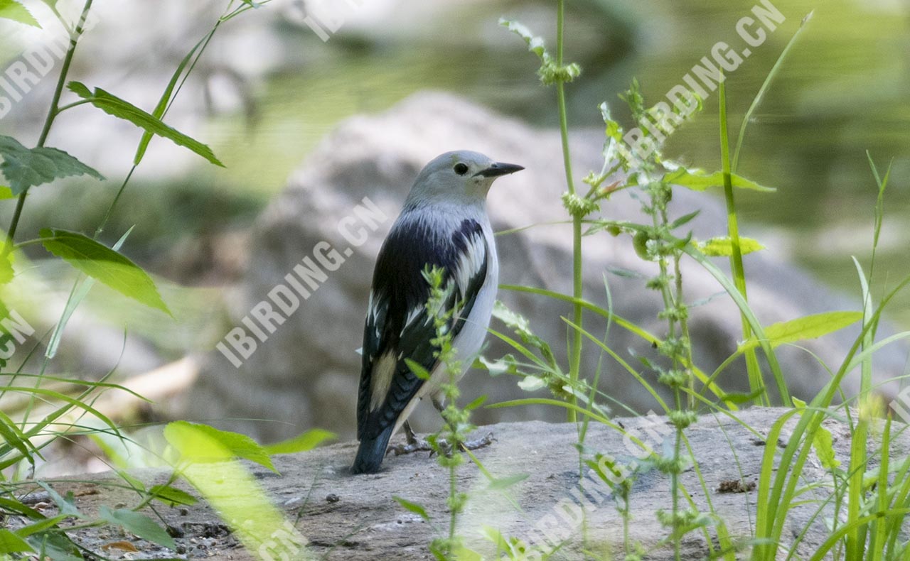 北椋鸟 Purple-backed Starling