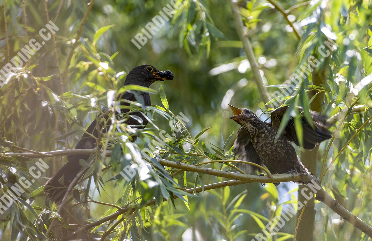 乌鸫 Eurasian Blackbird