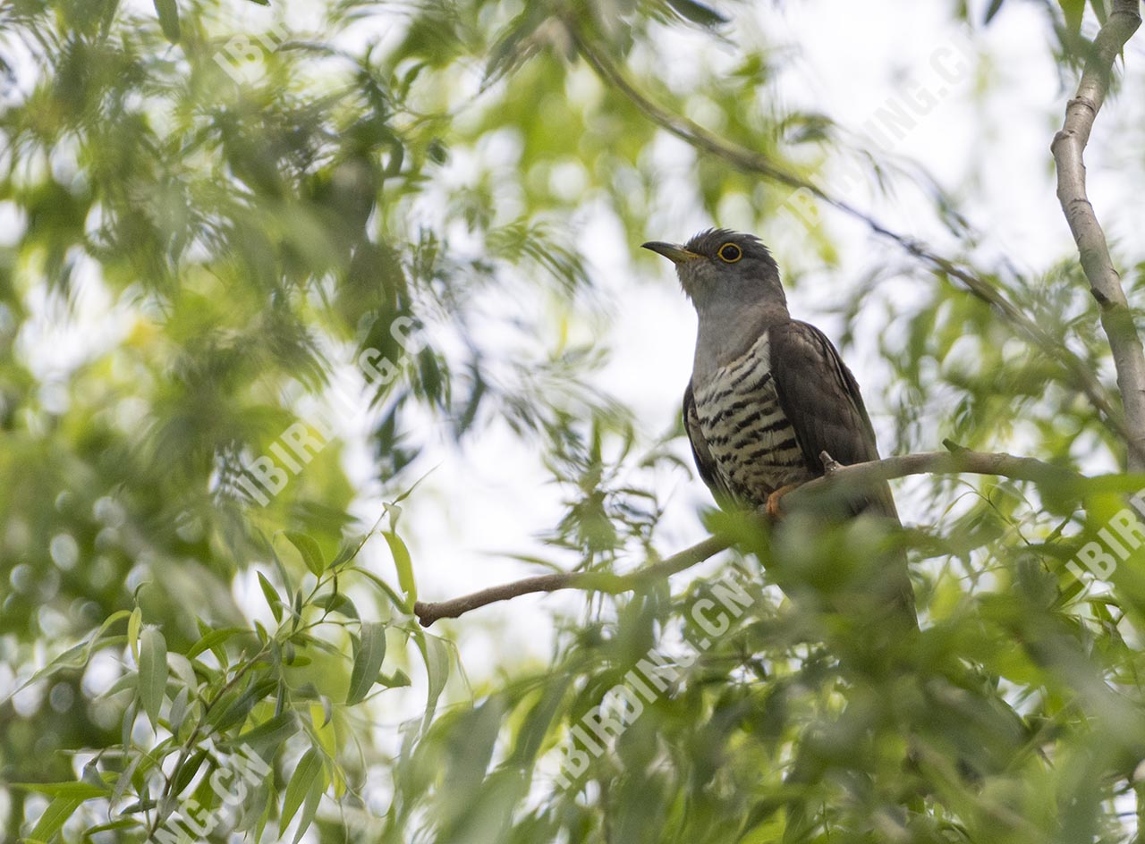 四声杜鹃 Indian Cuckoo