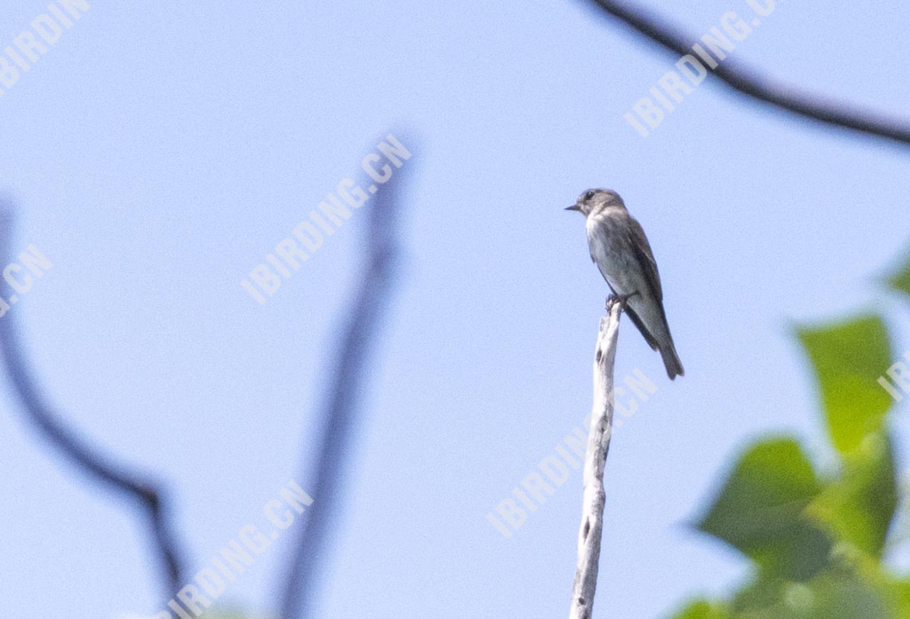 乌鹟 Sooty Flycatcher