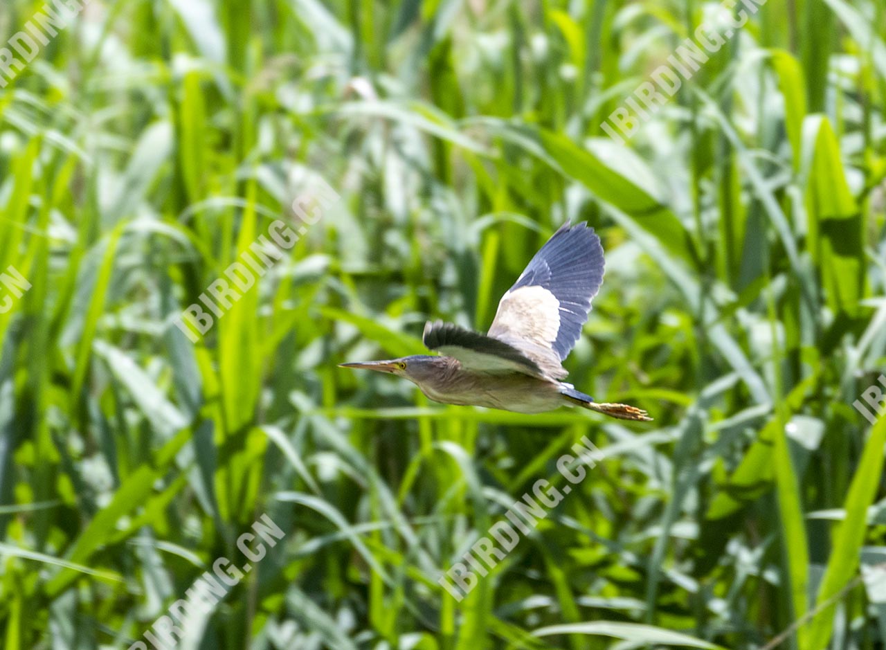 黄苇鳽 Yellow Bittern