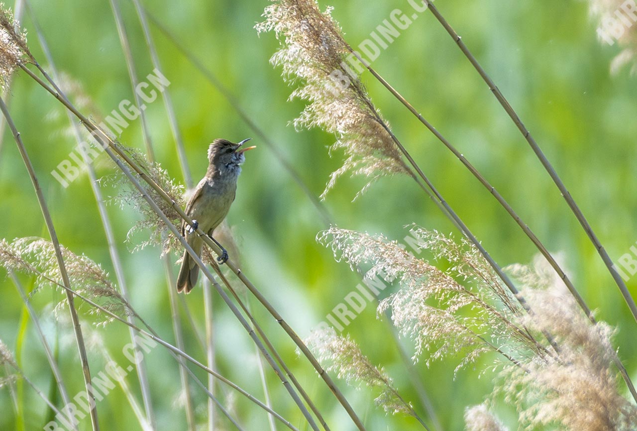 东方大苇莺 Oriental Reed Warbler