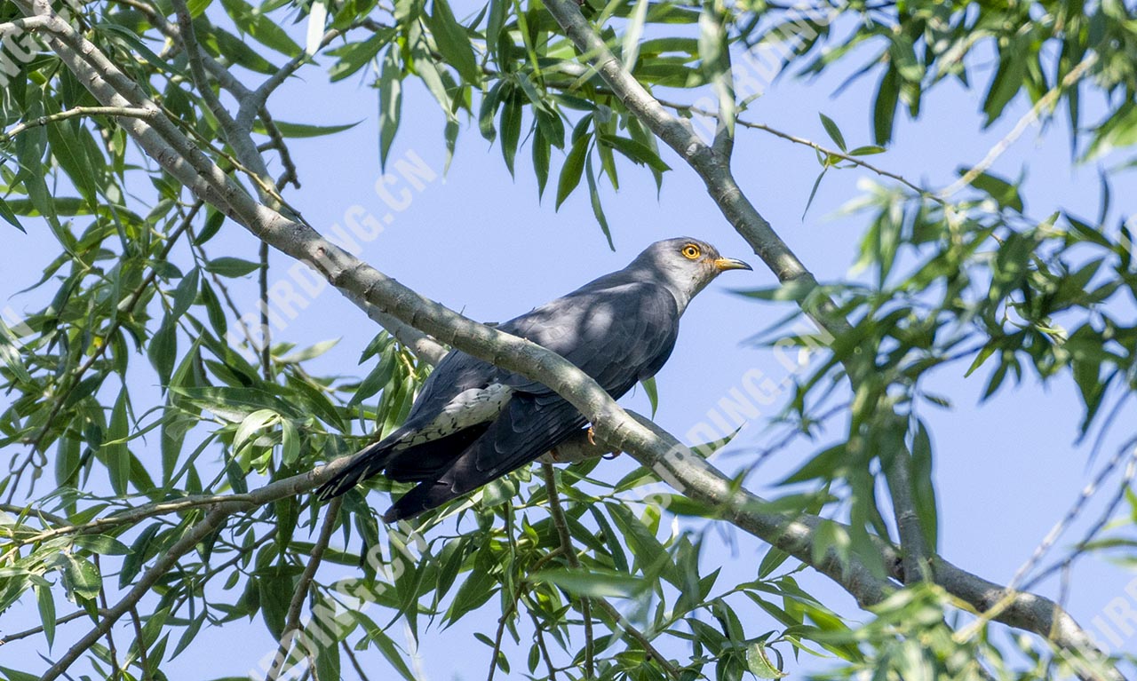 大杜鹃 Eurasian Cuckoo