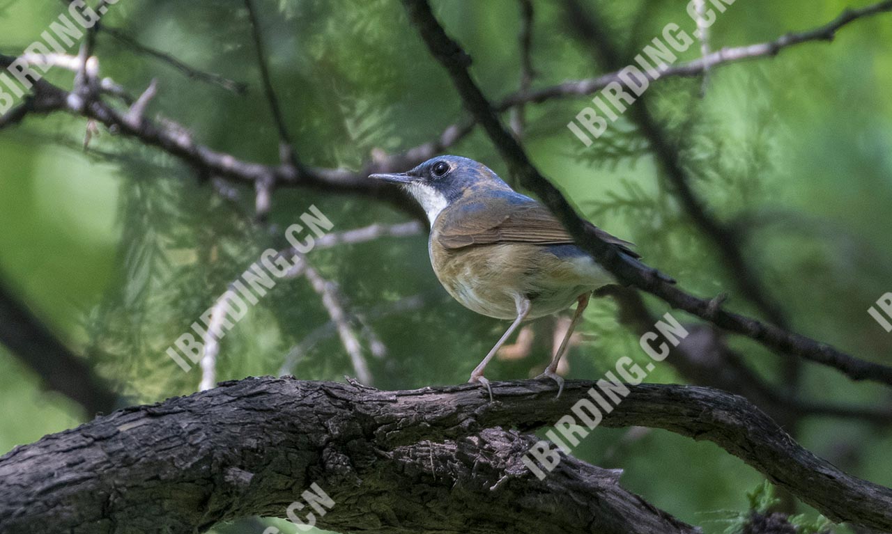 蓝歌鸲 Siberian Blue Robin 雄性亚成