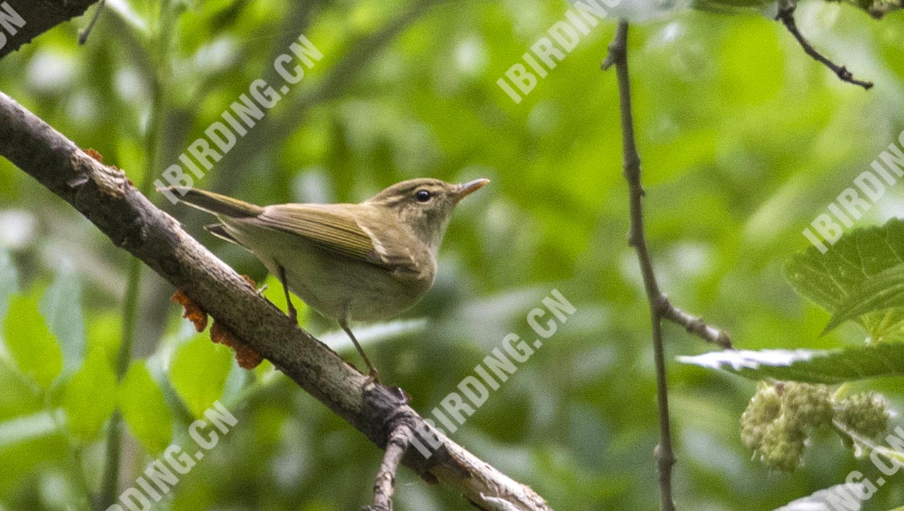 双斑绿柳莺 Two-barredWarbler