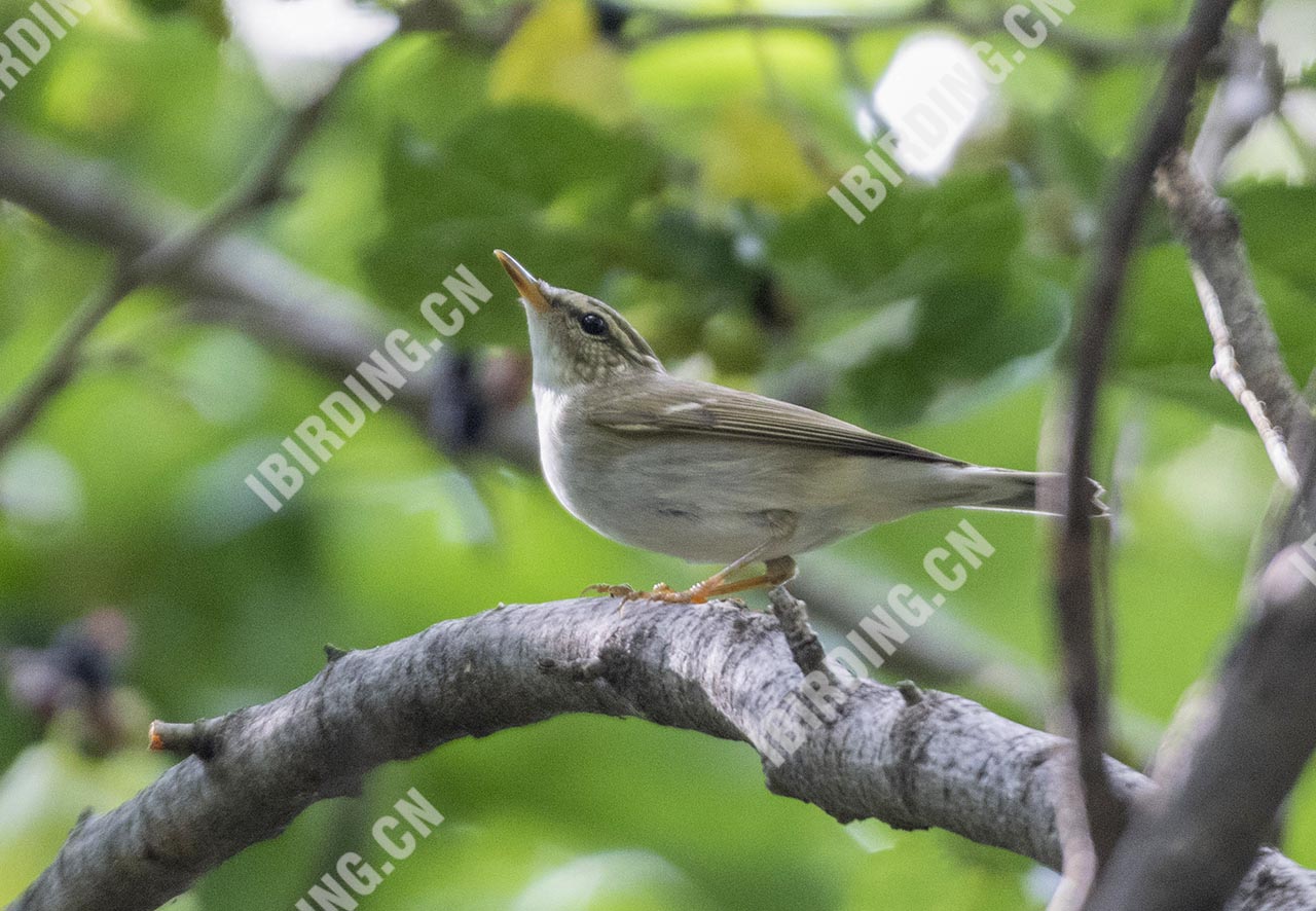 极北柳莺 Arctic Warbler