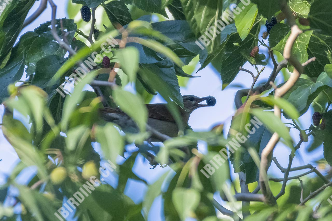 褐头鸫 Grey-sided Thrush