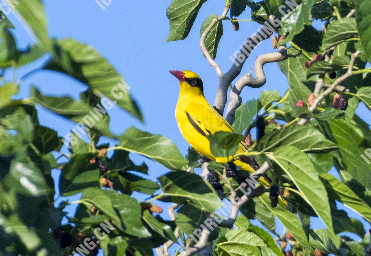 黑枕黄鹂 Black-naped Oriole