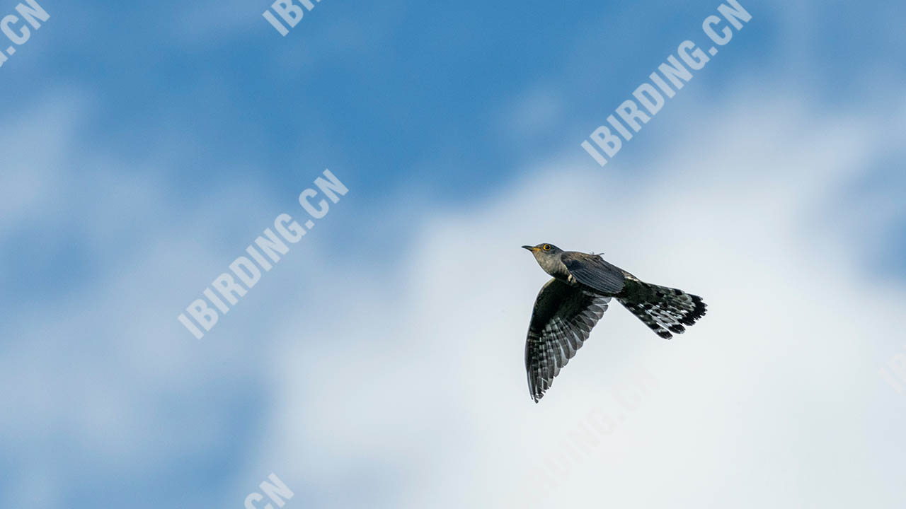 四声杜鹃 Indian Cuckoo