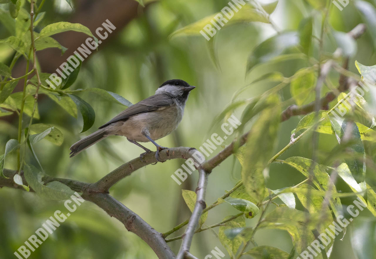 沼泽山雀 Marsh Tit