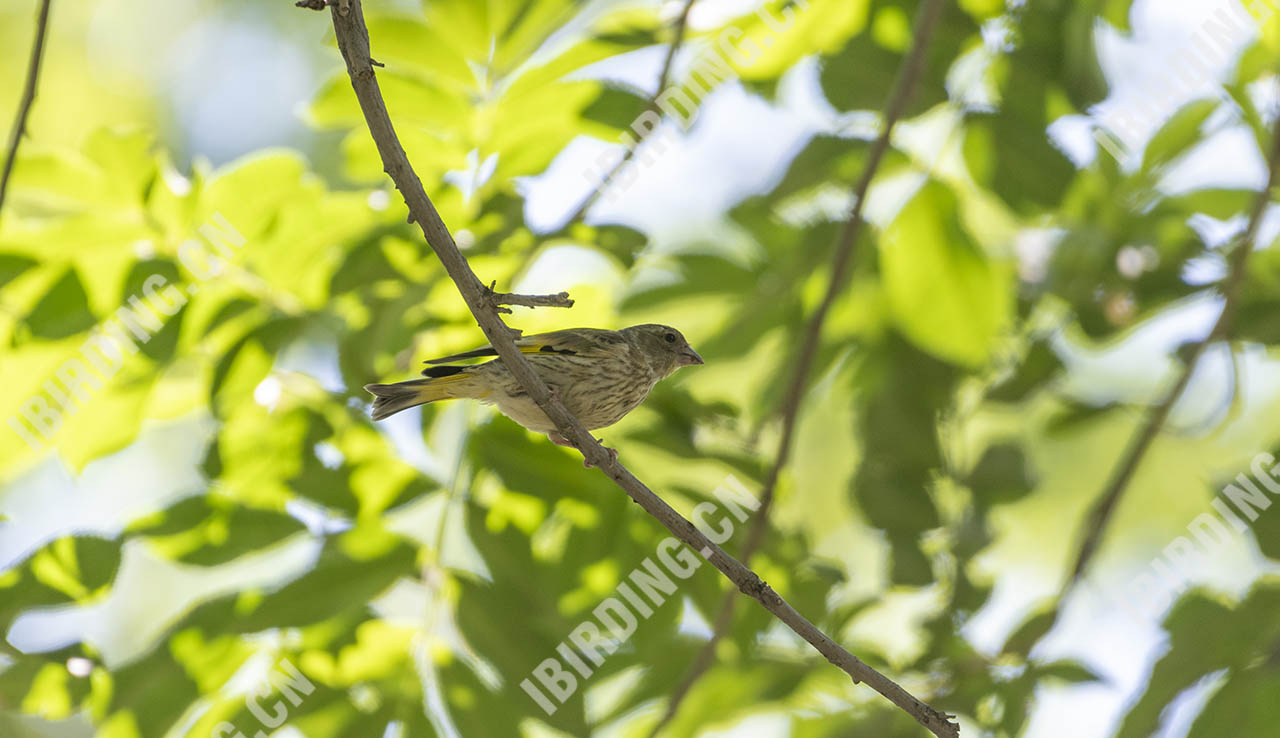 金翅雀 Grey-capped Greenfinch