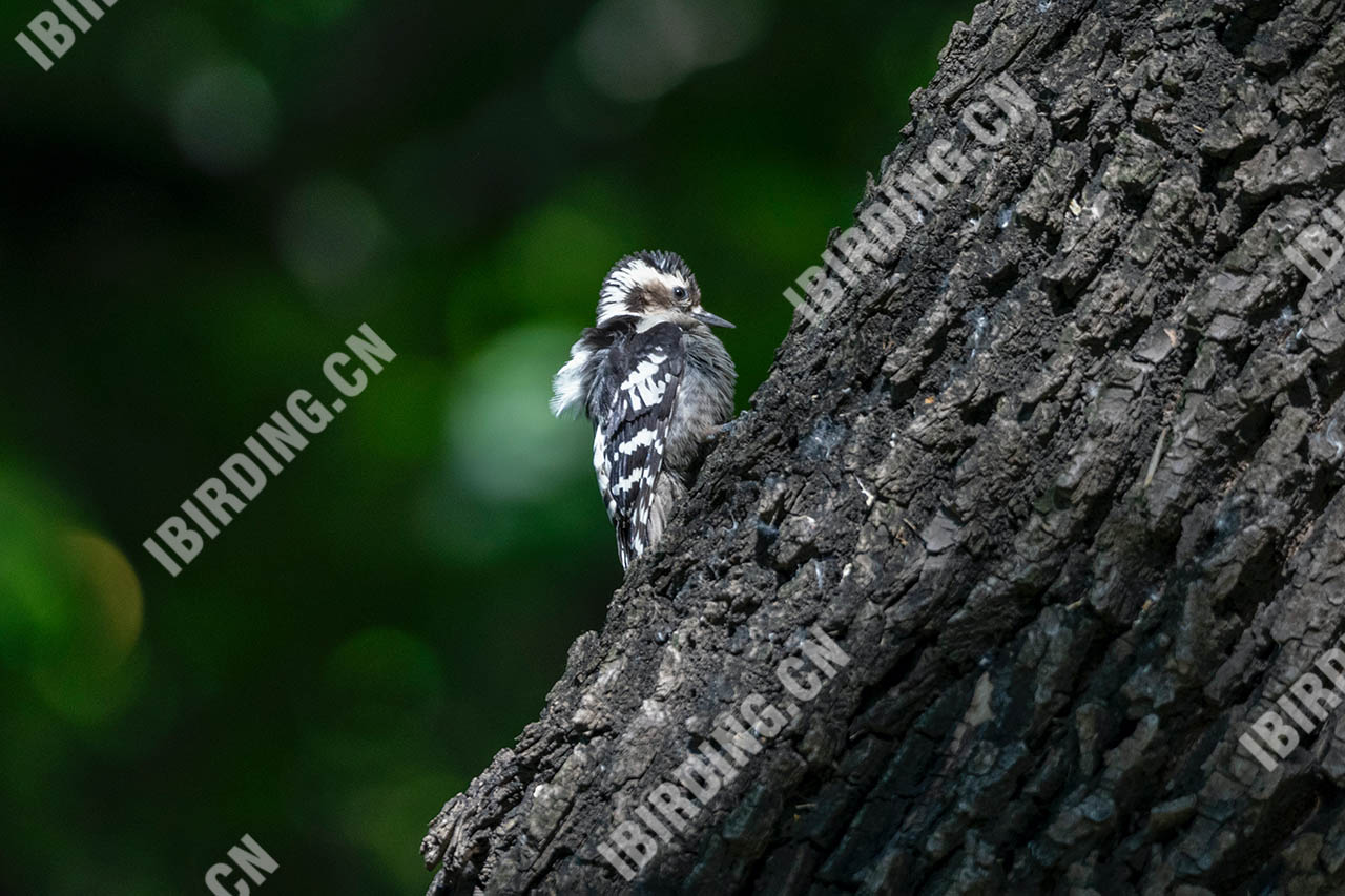 星头啄木鸟 Grey-capped Woodpecker