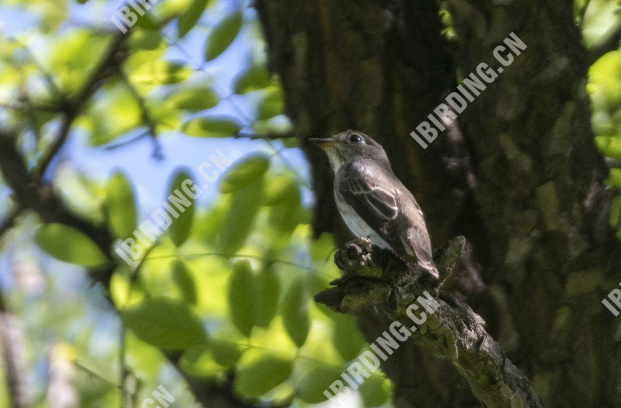 北灰鹟 Asian Brown Flycatcher