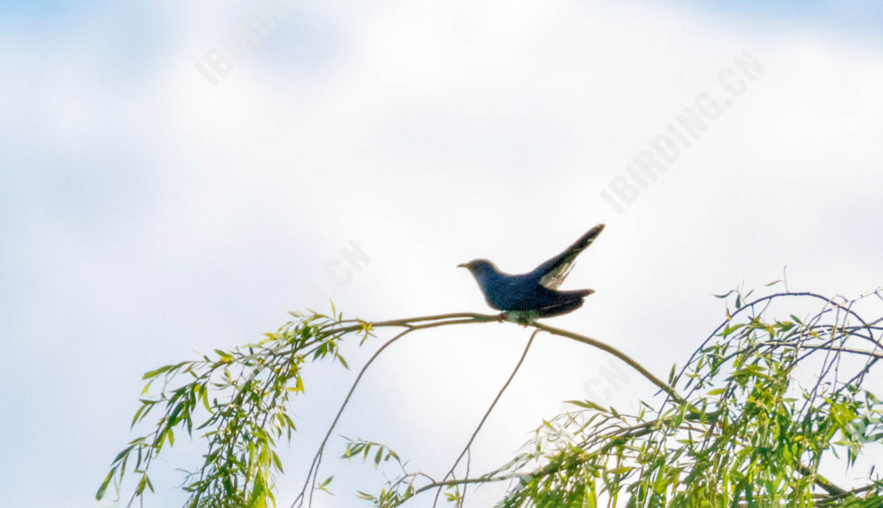 大杜鹃 Eurasian Cuckoo