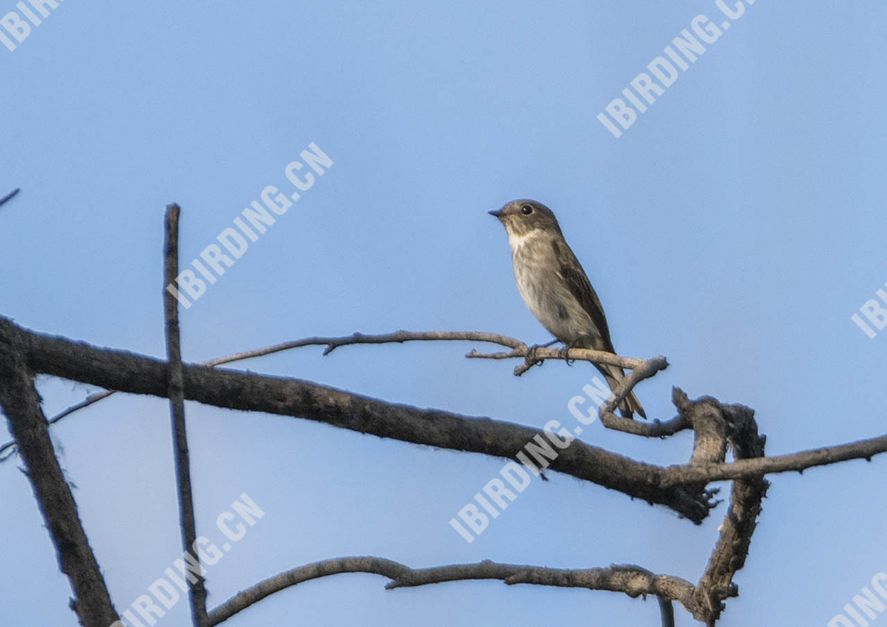 乌鹟 Sooty Flycatcher