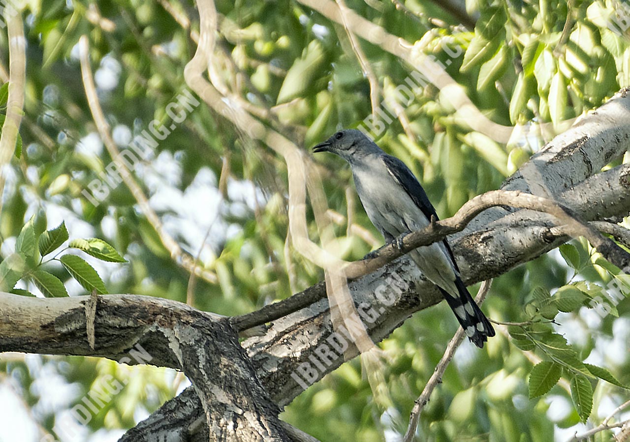 暗灰鹃鵙 Black-winged Cuckooshrike