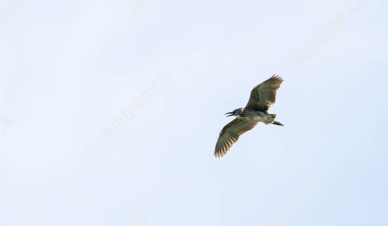 夜鹭 Black-crowned Night-Heron