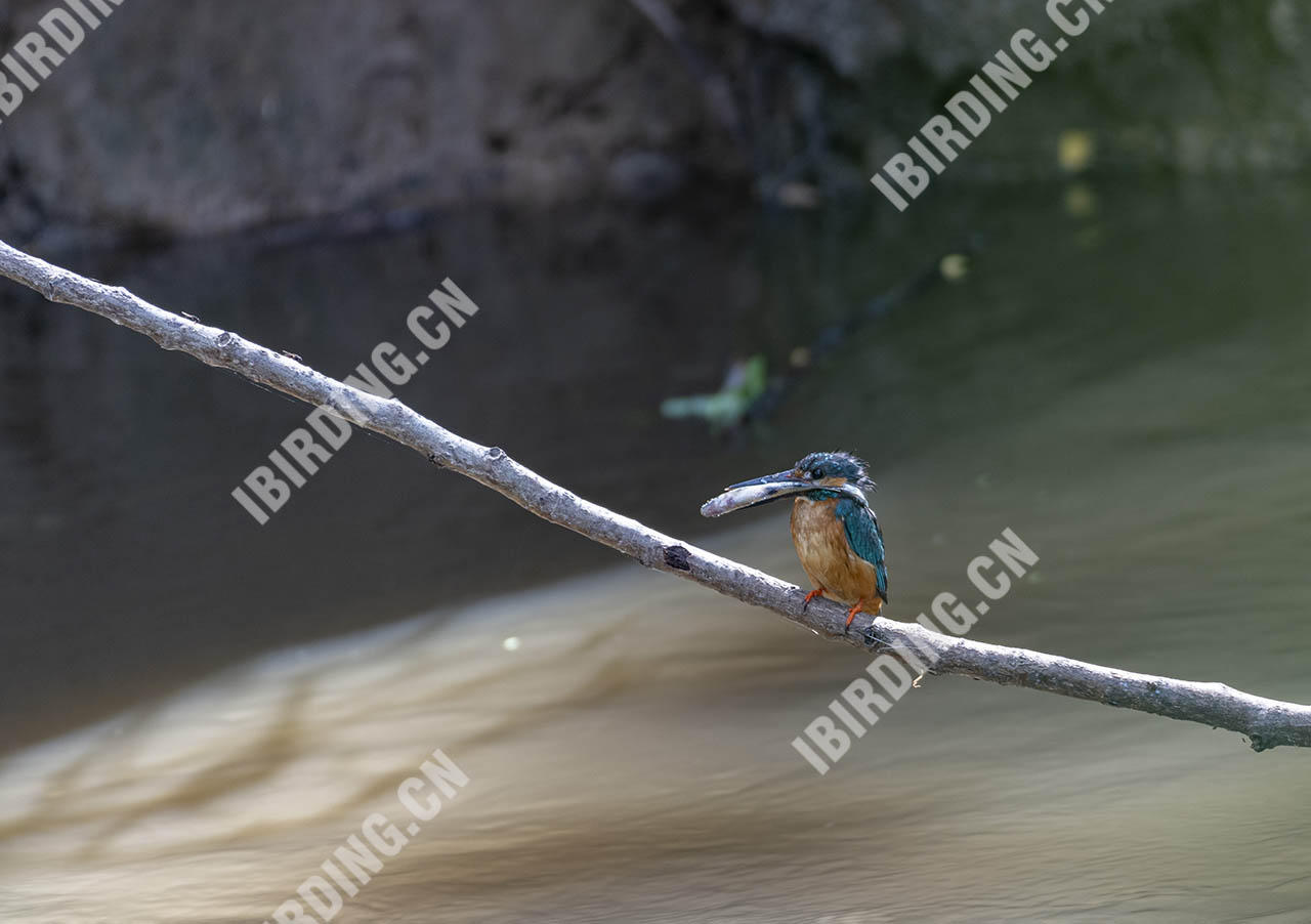 普通翠鸟 Common Kingfisher