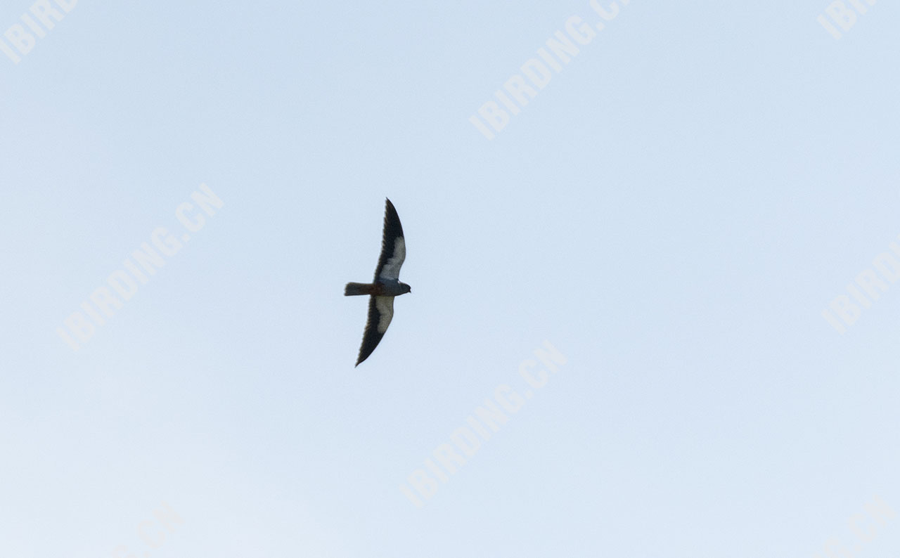 红脚隼 Red-footed Falcon