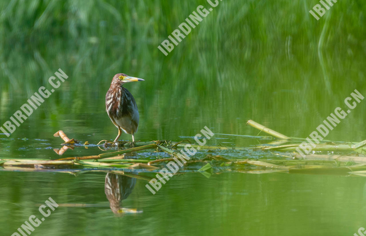 池鹭 Chinese Pond-Heron