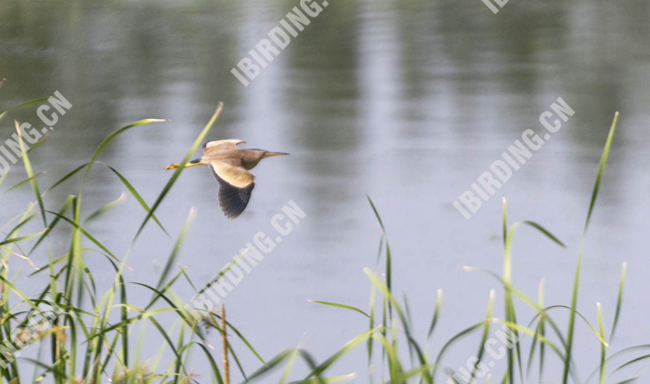 黄苇鳽 Yellow Bittern