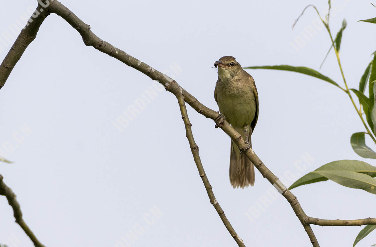 东方大苇莺 Oriental Reed Warbler