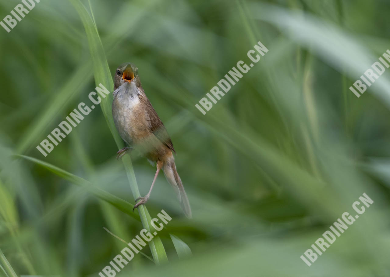 钝翅苇莺 Blunt-winged Warbler