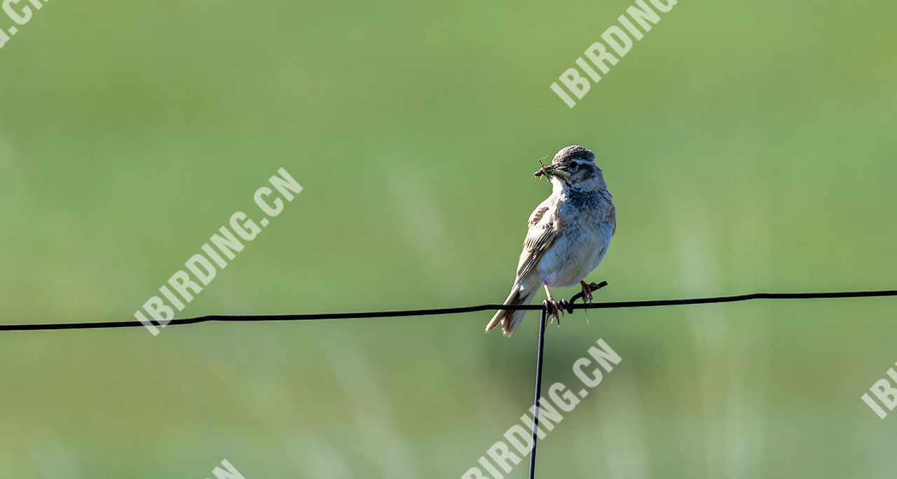 亚洲短趾百灵 Asian Short-toed Lark