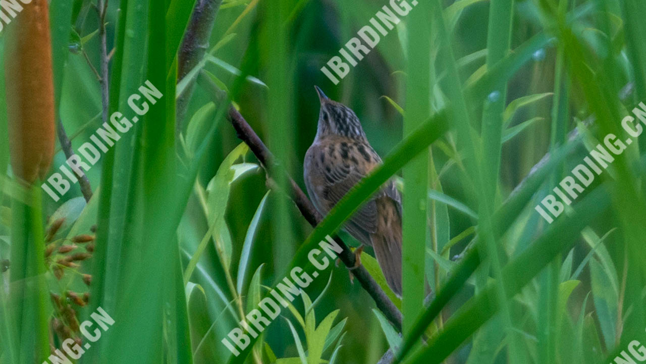 小蝗莺 Rusty-rumped Warbler