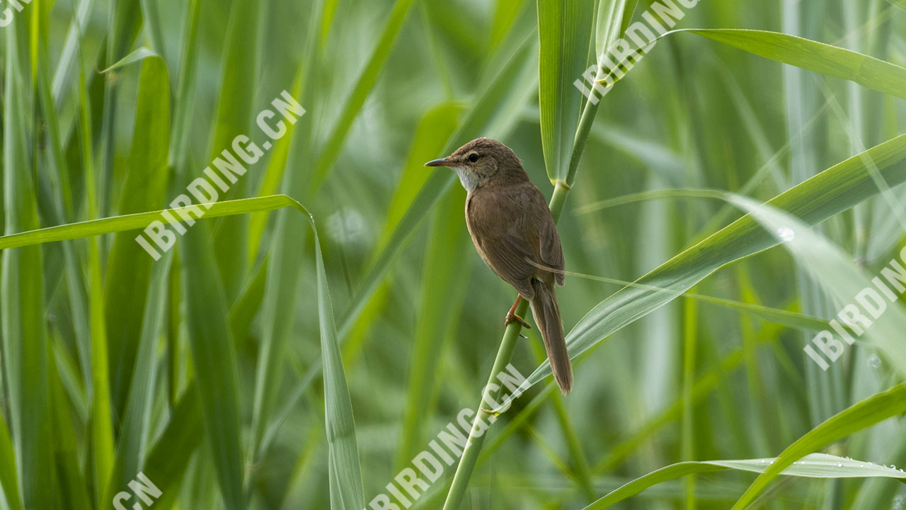 钝翅苇莺 Blunt-winged Warbler