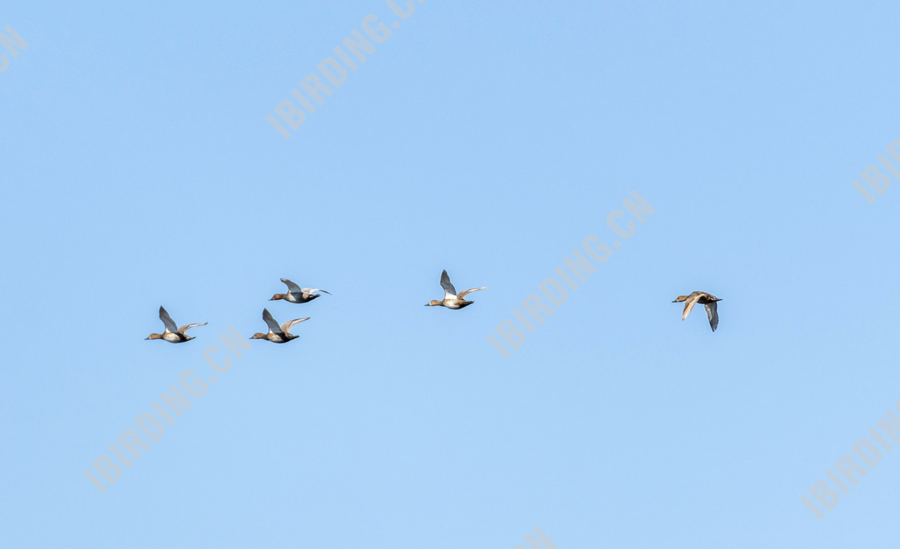 红头潜鸭 Common Pochard